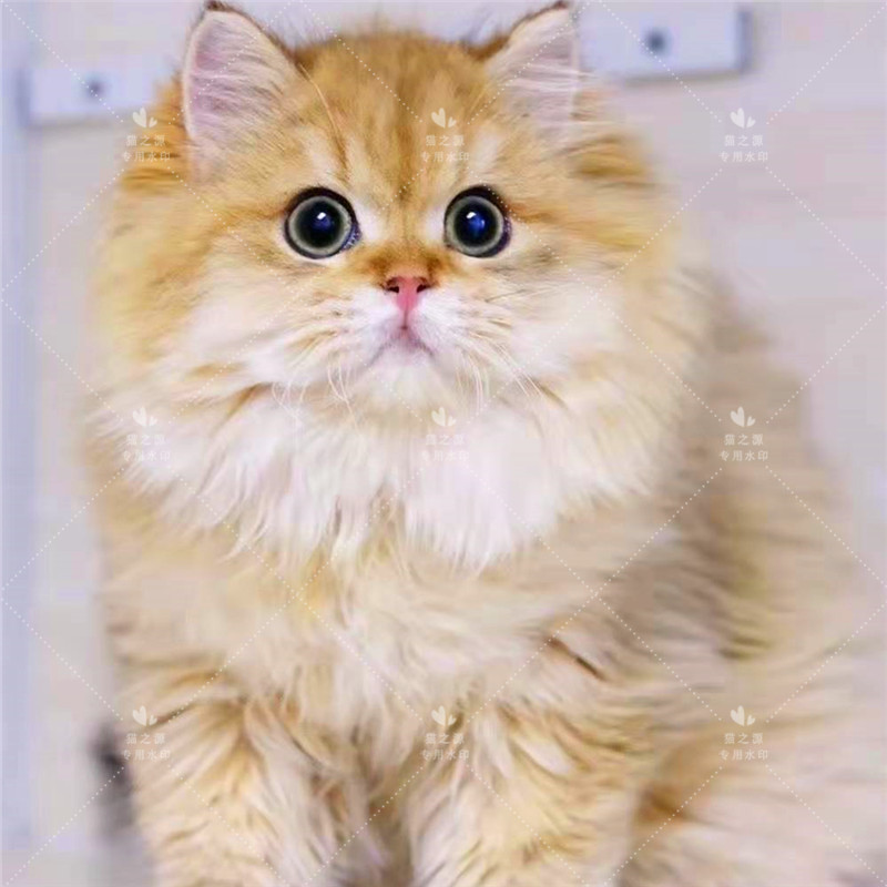 金渐层宠物幼猫纯种渐层猫咪ny11ny12长毛猫家家养猫咪