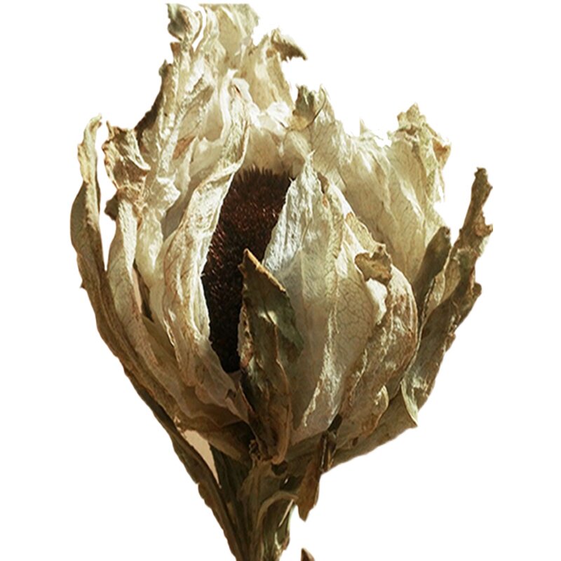 雪莲花料送泡酒滋补中药材包邮20g野生天山特产传统滋补品其他