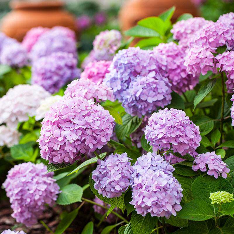 小静家园艺品种大花绣球蓝色妈妈精灵中大苗盆栽阳台庭院花卉植物