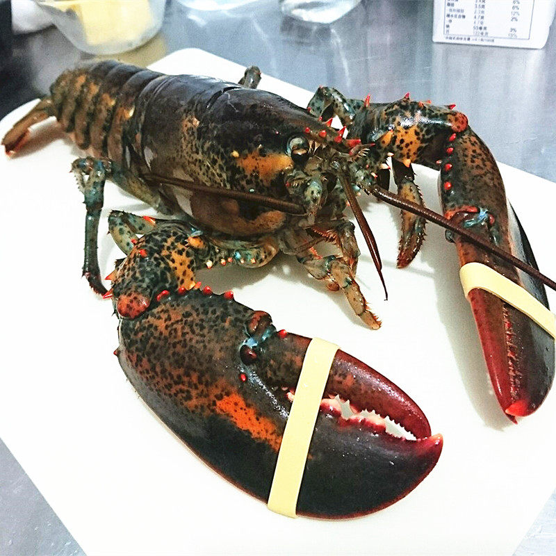 成都海鲜配送 美国进口波斯顿红龙虾 红龙虾 500g 2份起拍