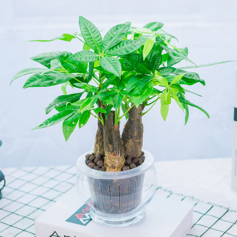 盆栽水培发财树植物室内小盆盆景四季常青绿植绿植