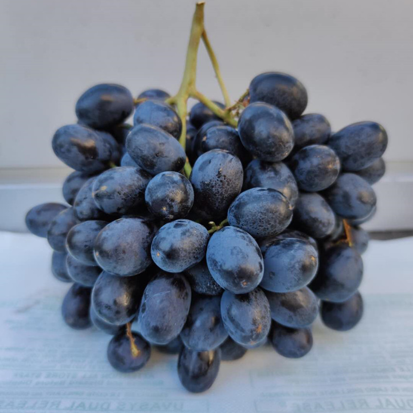 南非进口无籽黑提 新鲜水果 无籽葡萄南非黑加仑 脆甜1.5斤装