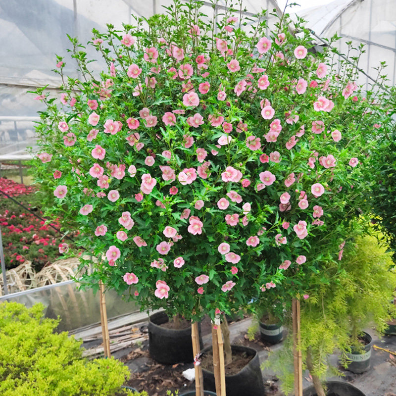 温柔坚持小木槿盆栽棒棒糖大苗优雅女士好养花卉时令草本花卉