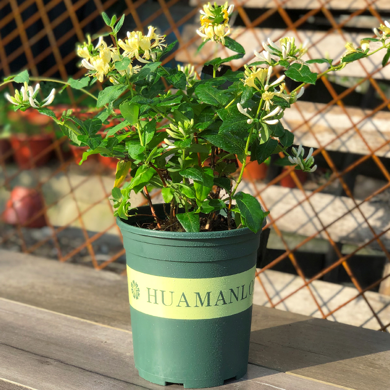 泡茶bi金银花树苗盆栽庭院阳台爬藤植物可食用花卉