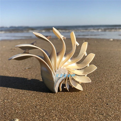 天然海螺贝壳玫瑰螺地台装饰摆件家居创意礼品海螺