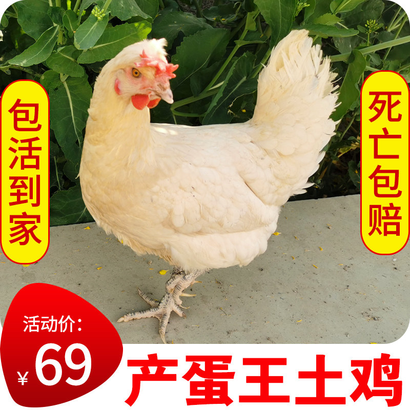散养高产蛋王鸡白凤下蛋鸡活鸡包活到家粉绿整鸡