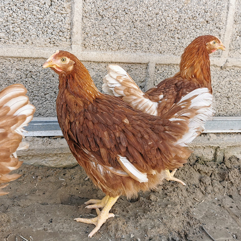 蛋鸡海兰蛋母高产红毛下蛋王红毛到家包活活鸡整鸡