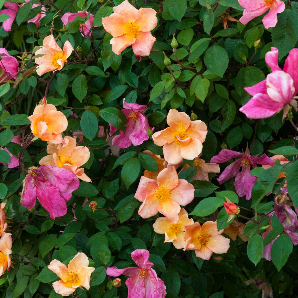 蝴蝶中国古老藤本月季外形形似抗病性强中香多季月季