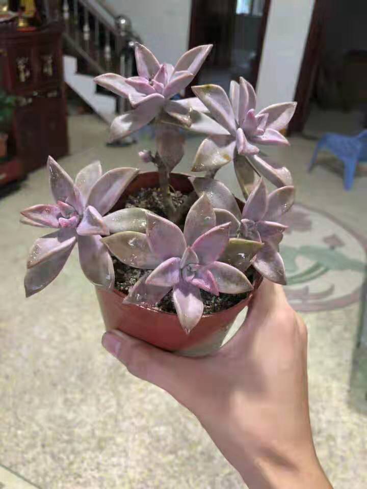 韩国初恋韩彩莲多肉植物老桩悬崖室内防辐射美观多肉绿植盆栽