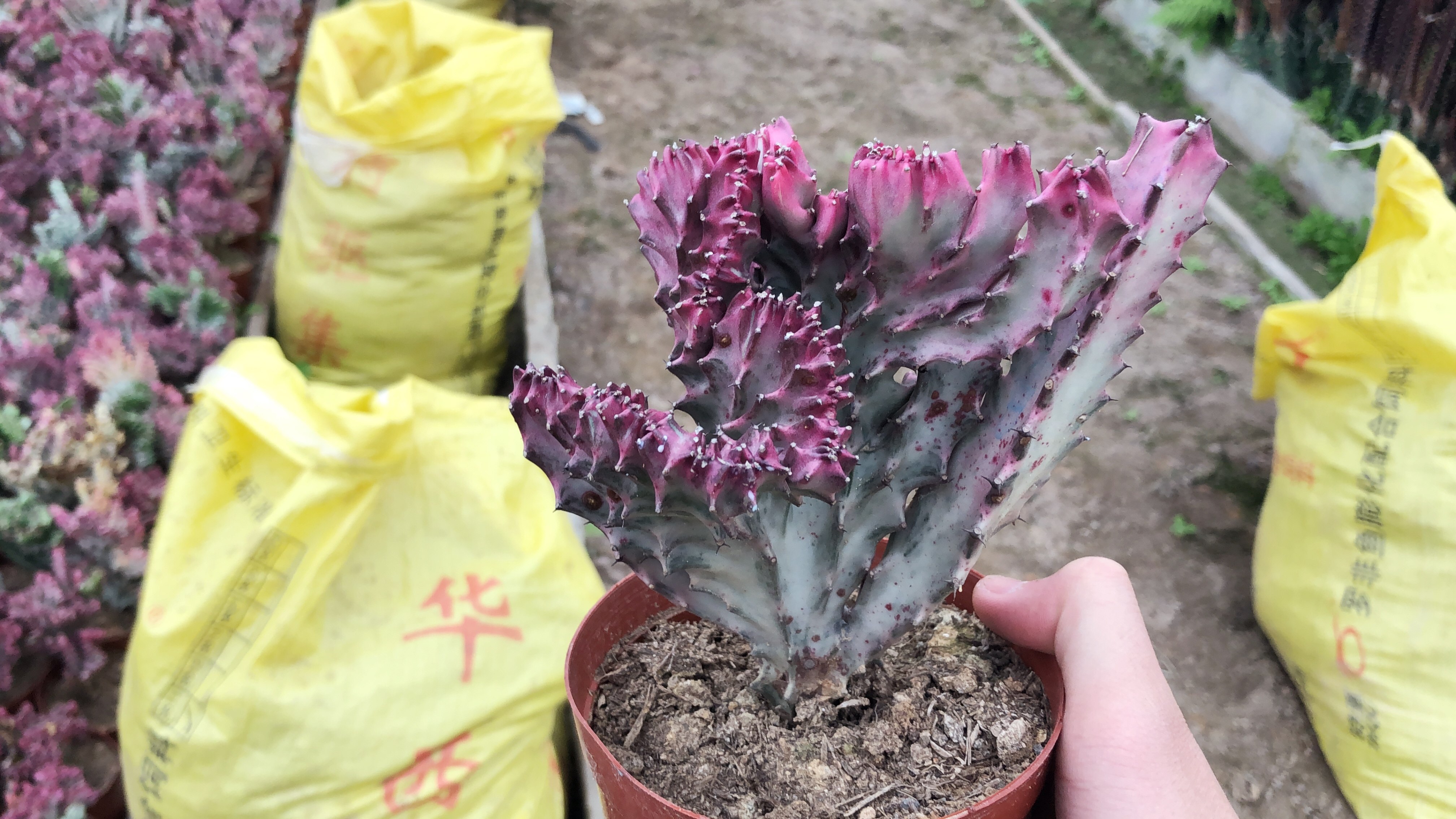 植物盆栽嫁接麒麟大乾科红色肉肉桌面防辐射美观多肉植物