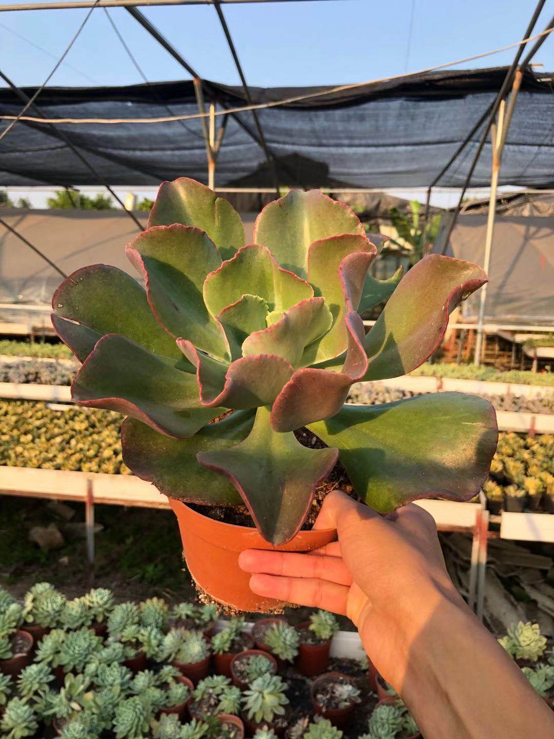 初吻老桩大叶秀妍多头头大阳台防辐射多肉植物多肉植物