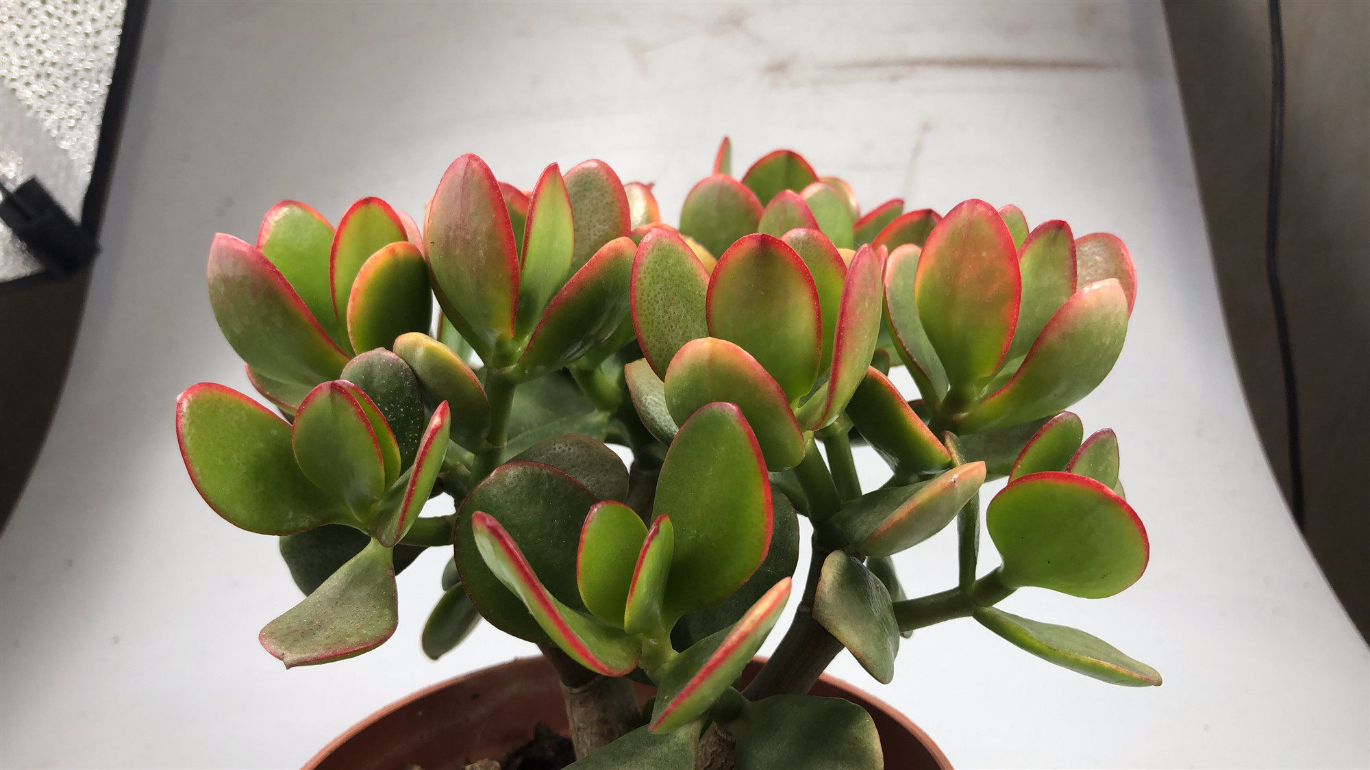 盆栽黄金黄金花花月多肉四年超大办公室美观趣味多肉植物