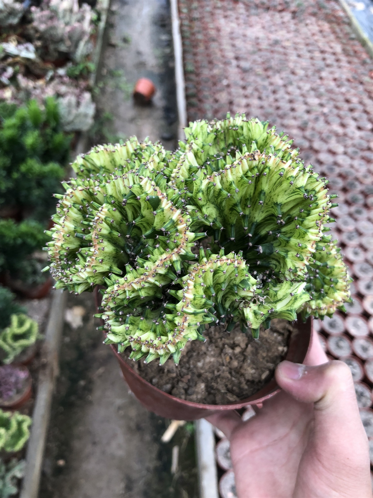 麒麟春风雀扇办公室防辐射多肉盆栽多肉植物