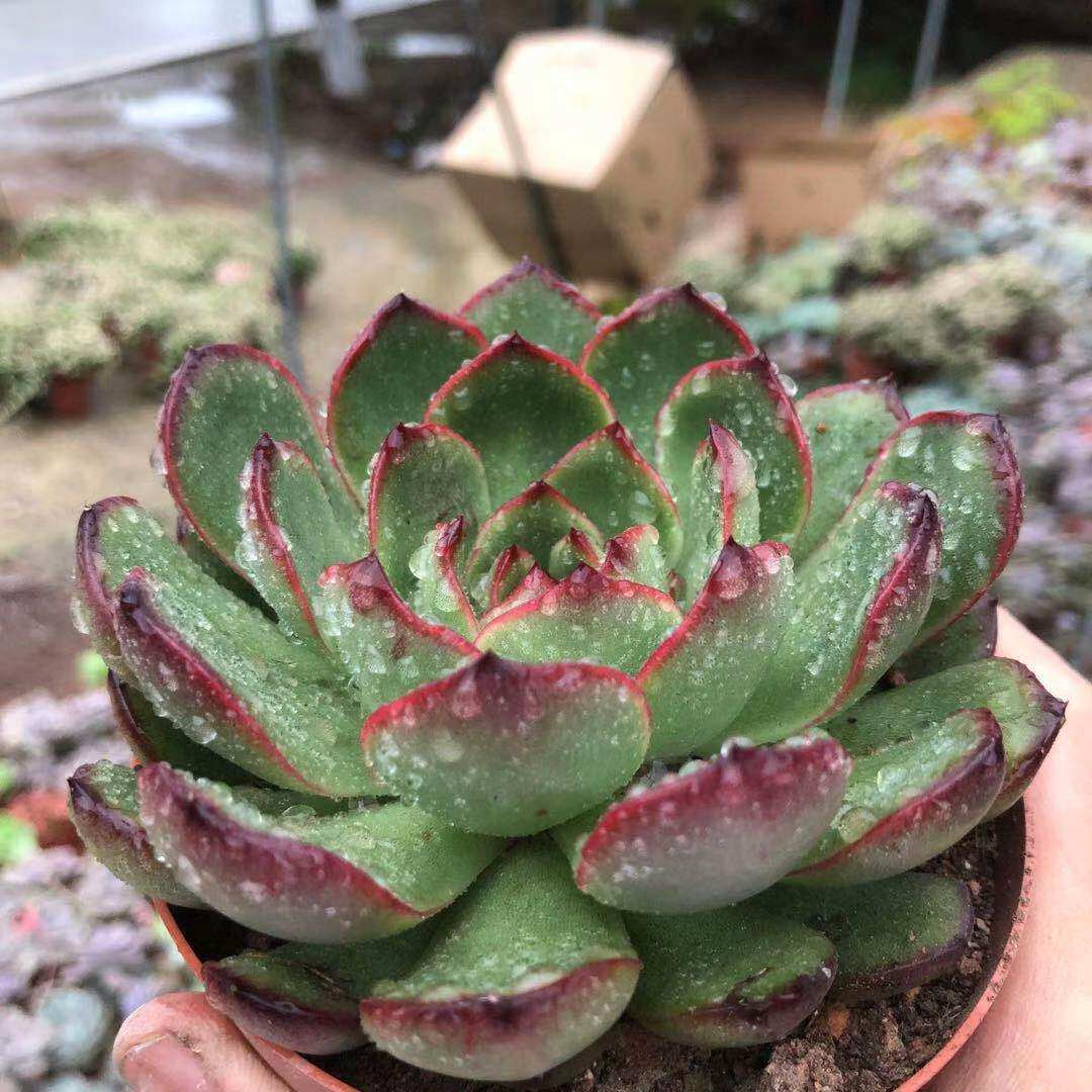 植物包邮多肉宝利宝利安安娜阳台美观趣味老桩多肉植物