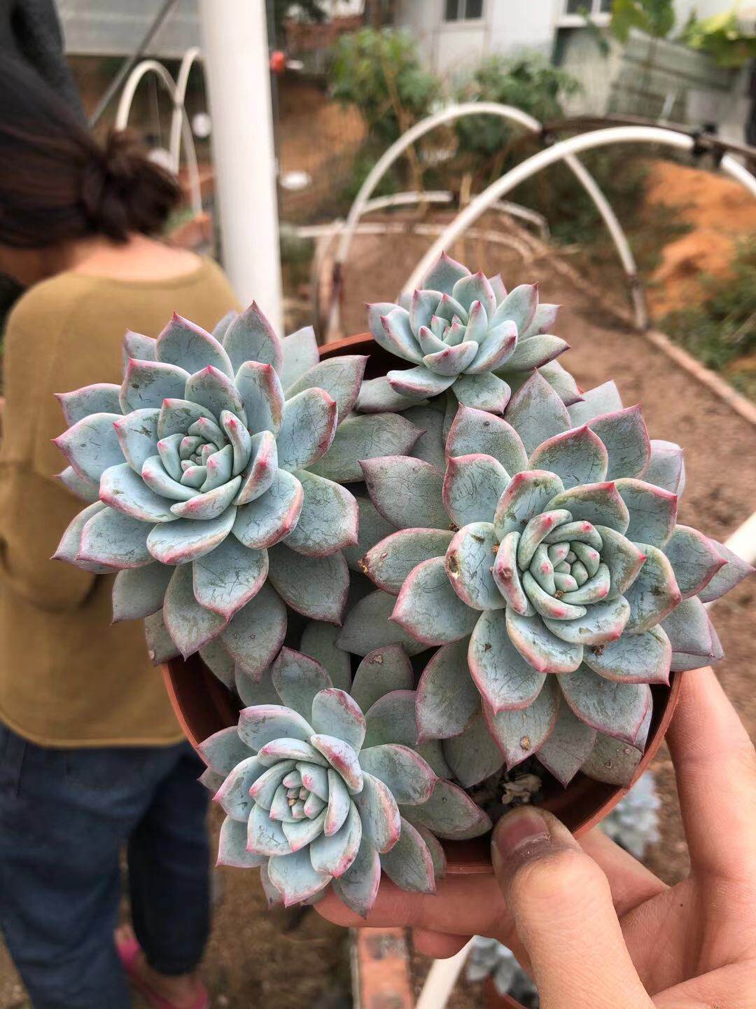 多肉植物厚叶份蓝鸟多头办公室阳台美观趣味盆栽多肉植物