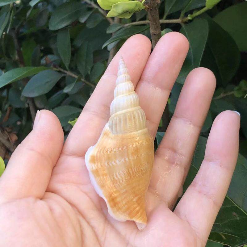 金斧螺天然海螺贝壳鱼缸造景创意景观拍摄道具海螺