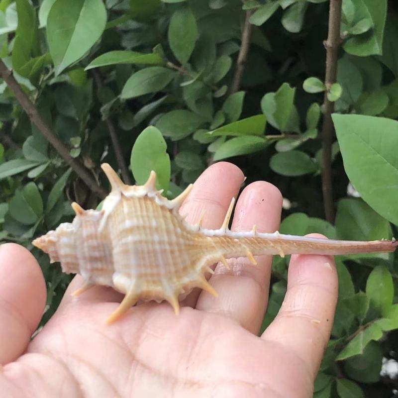 天然海螺贝壳大刺螺女女巫骨螺拍摄道具地台海螺