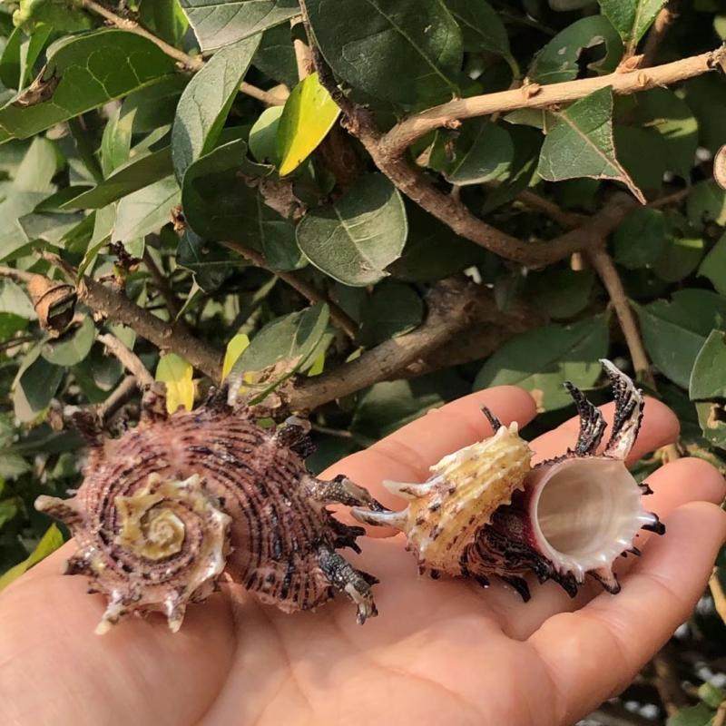 天然贝壳海螺棘冠螺刺蜗牛标本寄居替换鱼缸海螺