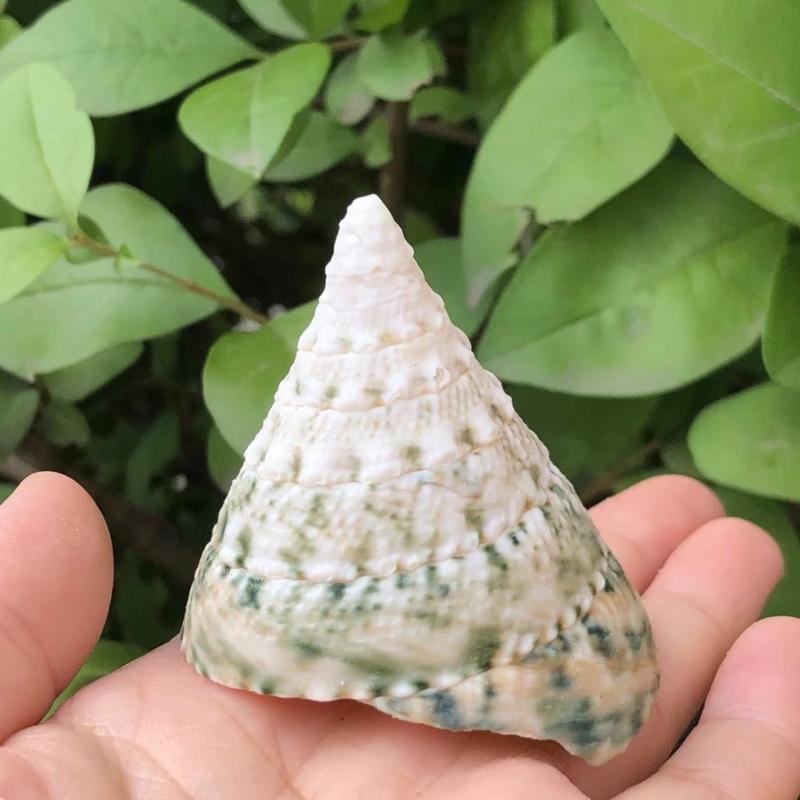 绿塔猫眼螺绿天然贝壳海螺鱼缸造景卷贝寄居海螺