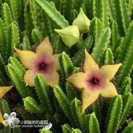 植物萝藦科多肉小花犀牛牛角stapeliaunicornis奇特时令草本花卉