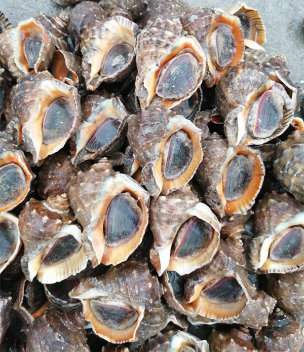 海螺鲜活青岛特产海贝类水产现捕1斤装5-6只左右海螺