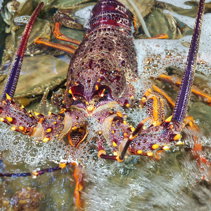 澳龙鲜活红龙波士顿青岛特大澳洲大龙龙虾海新鲜活虾
