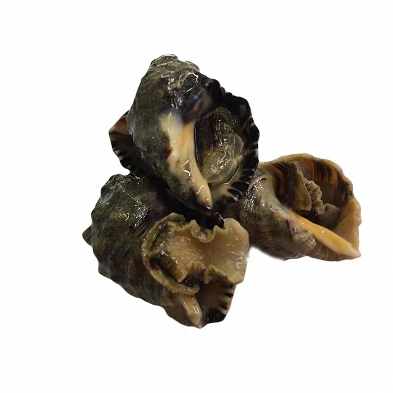 辣螺鲜活青岛海鲜贝类水产苦螺野生大小小海螺海螺