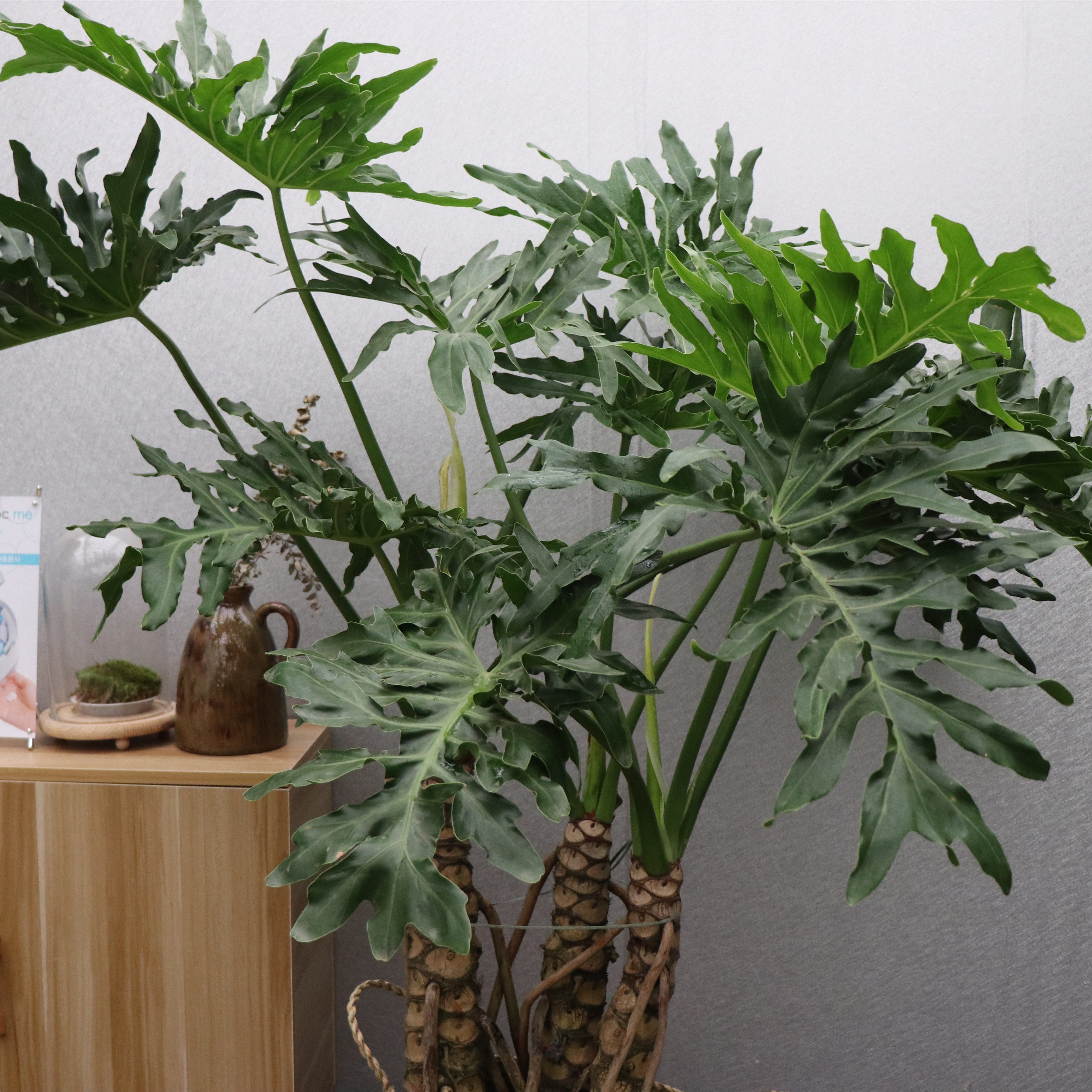 龙鑫老桩龙鳞春雨麒麟春羽盆栽高档室内大型大型绿植