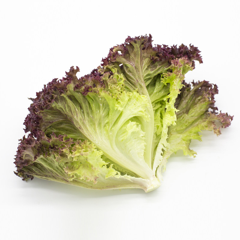 西餐新鲜红叶生菜 紫叶生菜罗莎红沙拉菜紫生菜罗莎红珊瑚 250g