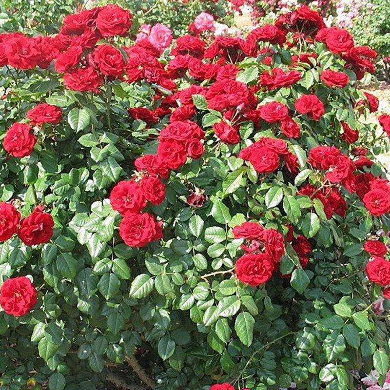 天狼黑火火山25升盆栽多季丰花灌木月季庭院时令草本花卉