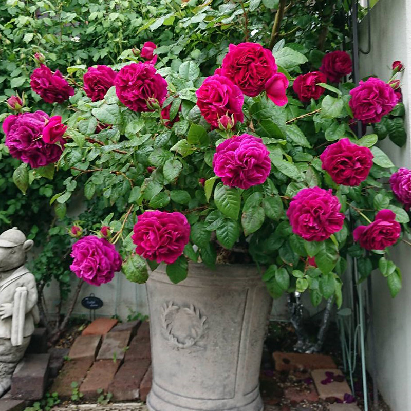 天狼隐喻25升盆栽庭院露台灌木月季多季开观赏性植物玫瑰花卉