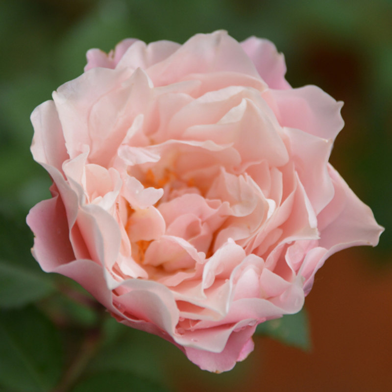 盆栽天狼达芙妮25升多季开花庭院露台灌木月季花卉