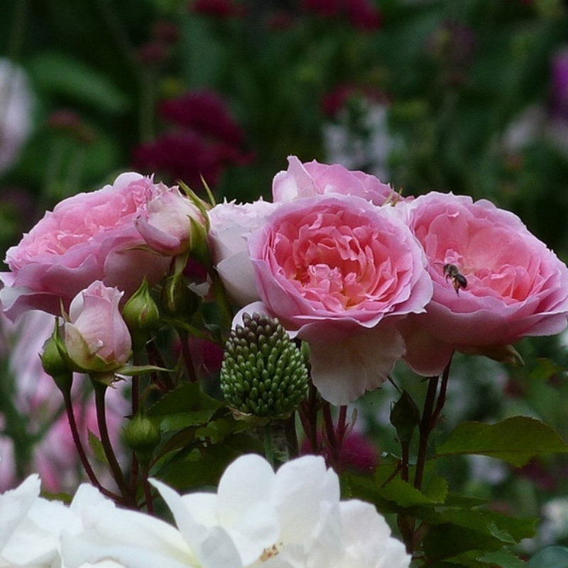 盆栽天狼浪漫索菲亚25升多季庭院露台台丰观赏植物月季