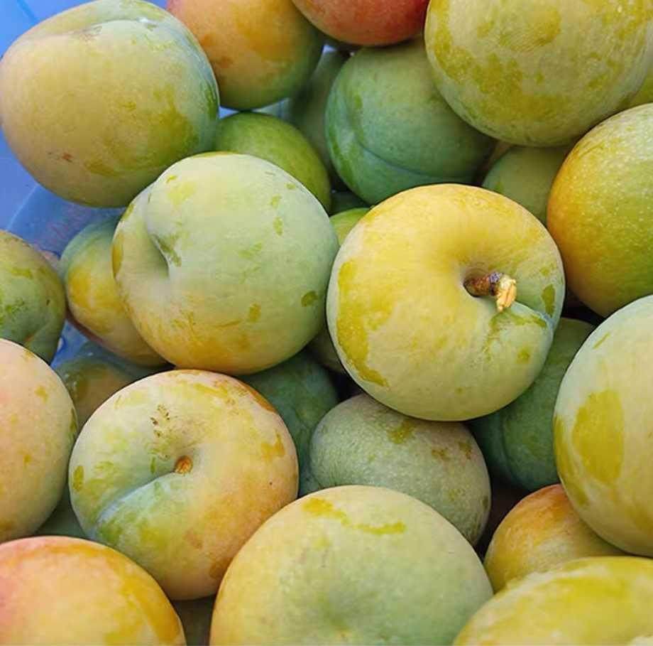 贵州六马马蜂李子5斤新鲜水果脱骨孕妇蜂蜜李子