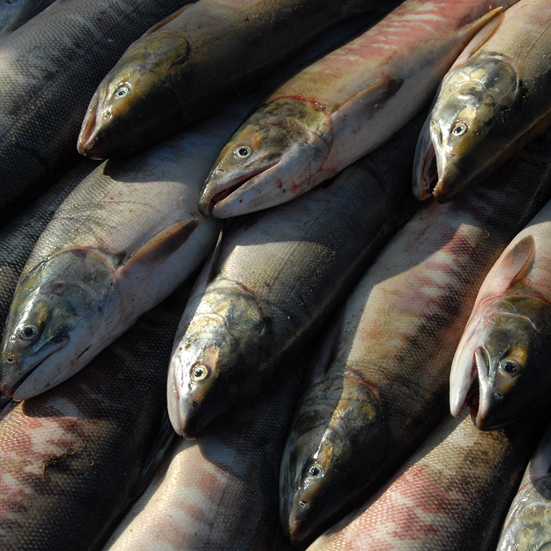 5-6斤整条 黑龙江洄游抚远野生大马哈鱼公母均有未腌制红肉三文鱼