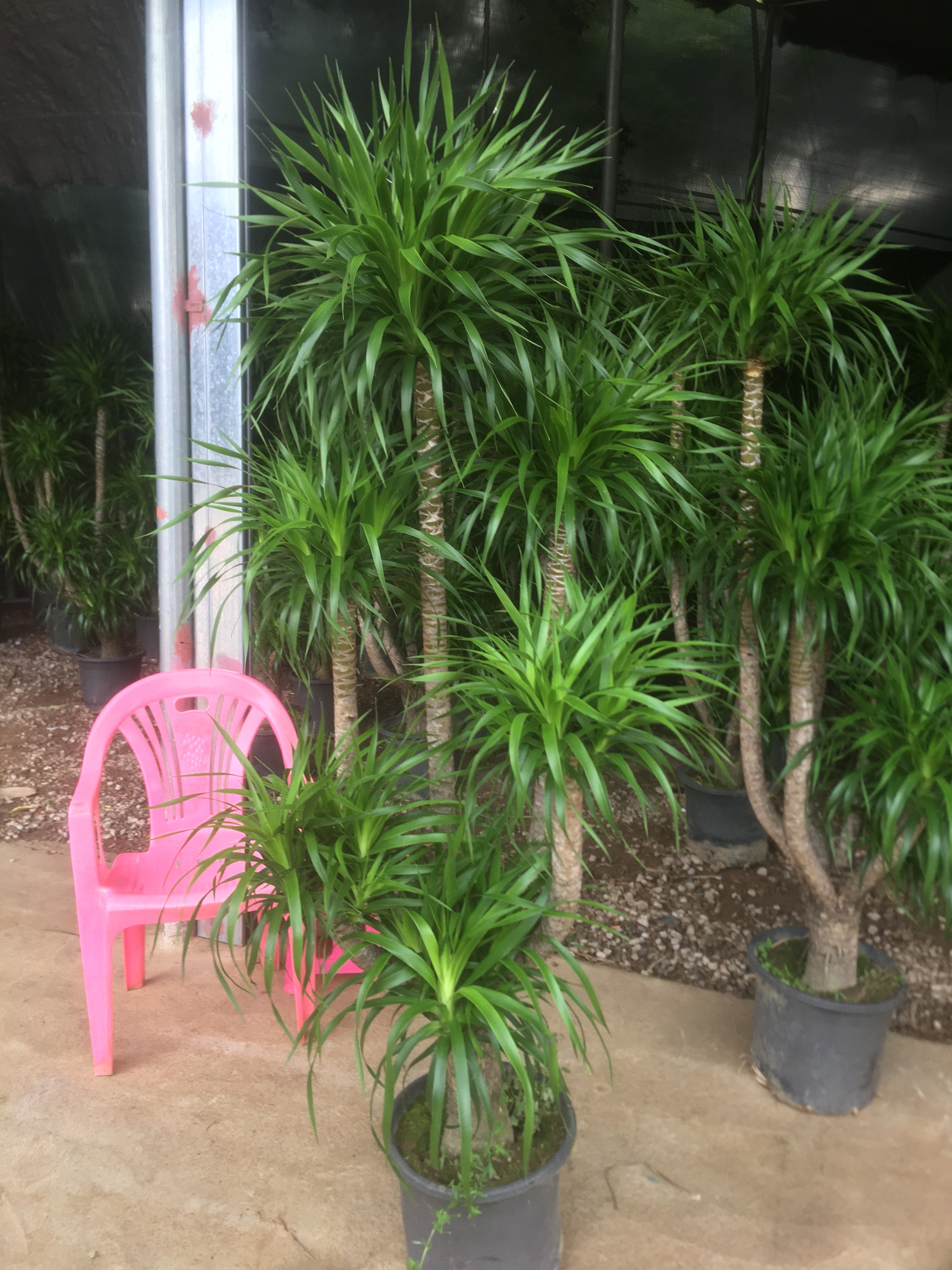 老桩龙血大型植物室内盆栽卧室客厅办公室甲醛大型绿植