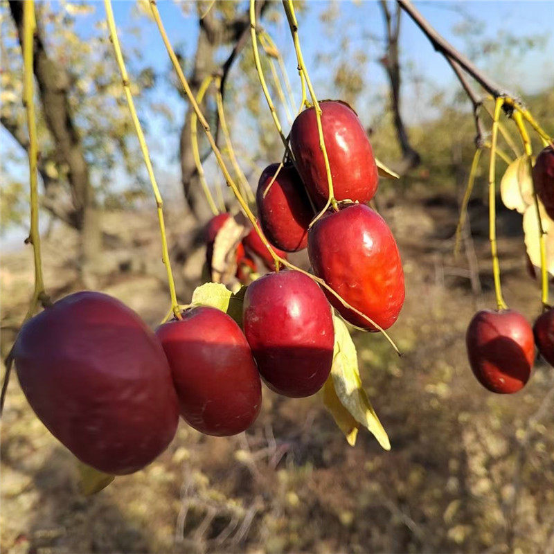 山西骏枣枣可鲜脆交城太谷鲜枣临县红枣新鲜枣
