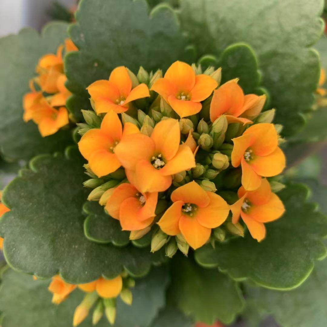 长寿爱米园艺花单瓣乔伊斯q2时令草本花卉