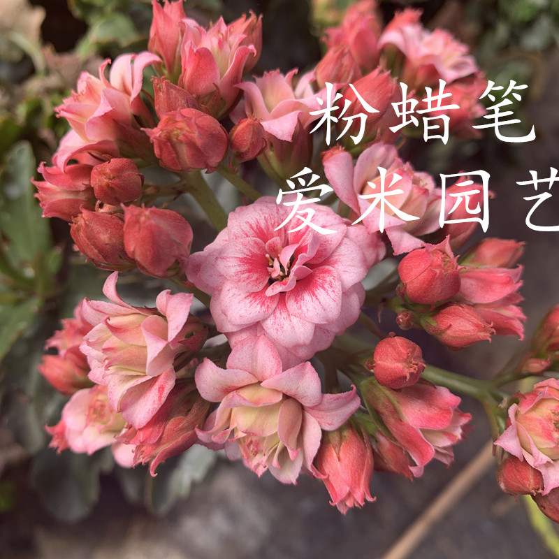 爱米园艺长寿花重瓣切花梦幻粉粉蜡笔优雅橙阳光粉奇异橙