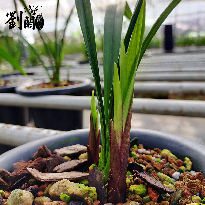 刘阁兰花苗紫凝建兰高档色花夏带花苞出售精品室内花卉盆栽好养