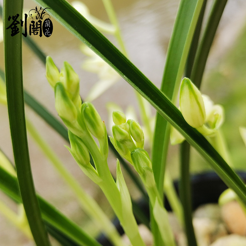 刘阁兰花苗翡翠夏带花苞出售建兰覆轮阳台好养时令草本花卉