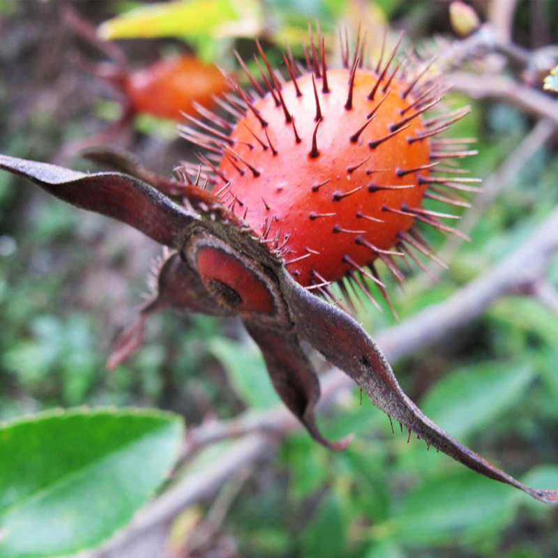 新货贵州深山野生金樱子刺梨子金英子糖罐农家采摘500克泡酒泡茶