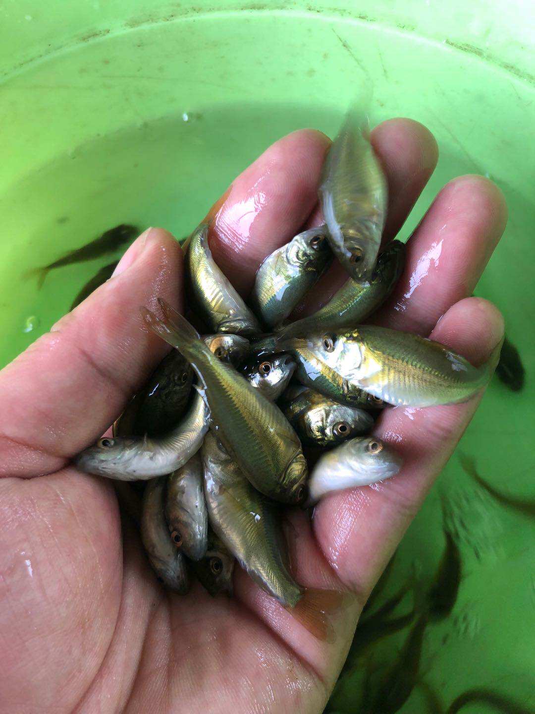 鲤鱼鱼苗无甲无鳞养殖食用淡水鱼养活冷水活体鱼