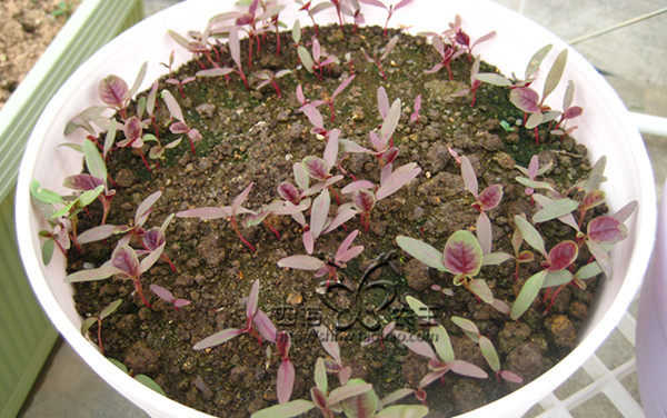 苋菜蔬菜种子阳台种菜盆栽种籽大红4000粒包邮包家庭园艺种子