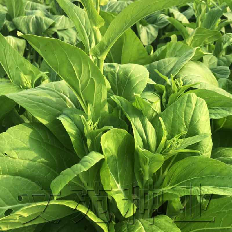 菜薹种子种籽菜台种子连州菜心增城迟菜心白菜苔四季