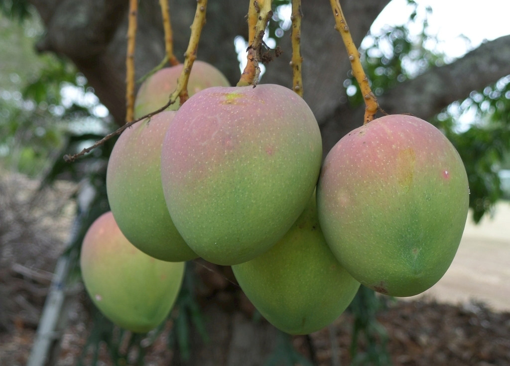 澳芒芒果新鲜10斤大果热带水果澳洲苹果黄金鲜果芒果