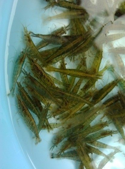 精选大只黑壳虾鱼缸水族工具虾除藻虾乌龟饲料清洁虾观赏虾2-3cm