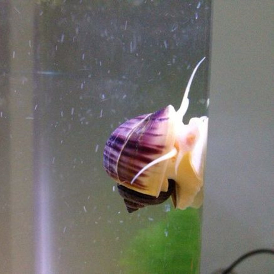 活体神秘螺紫纹螺藻螺宠物螺黄金螺观赏12cm螺