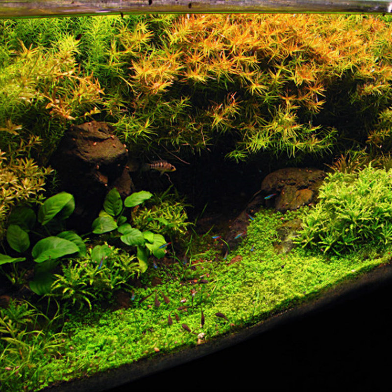 水草鱼缸草缸水草种子前景草速成草坪水族造景超迷你矮迷你对叶