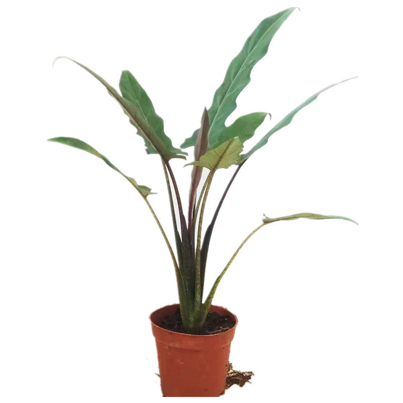 剑叶海芋箭叶植物大盆盆栽室内北欧风网红包成活绿植